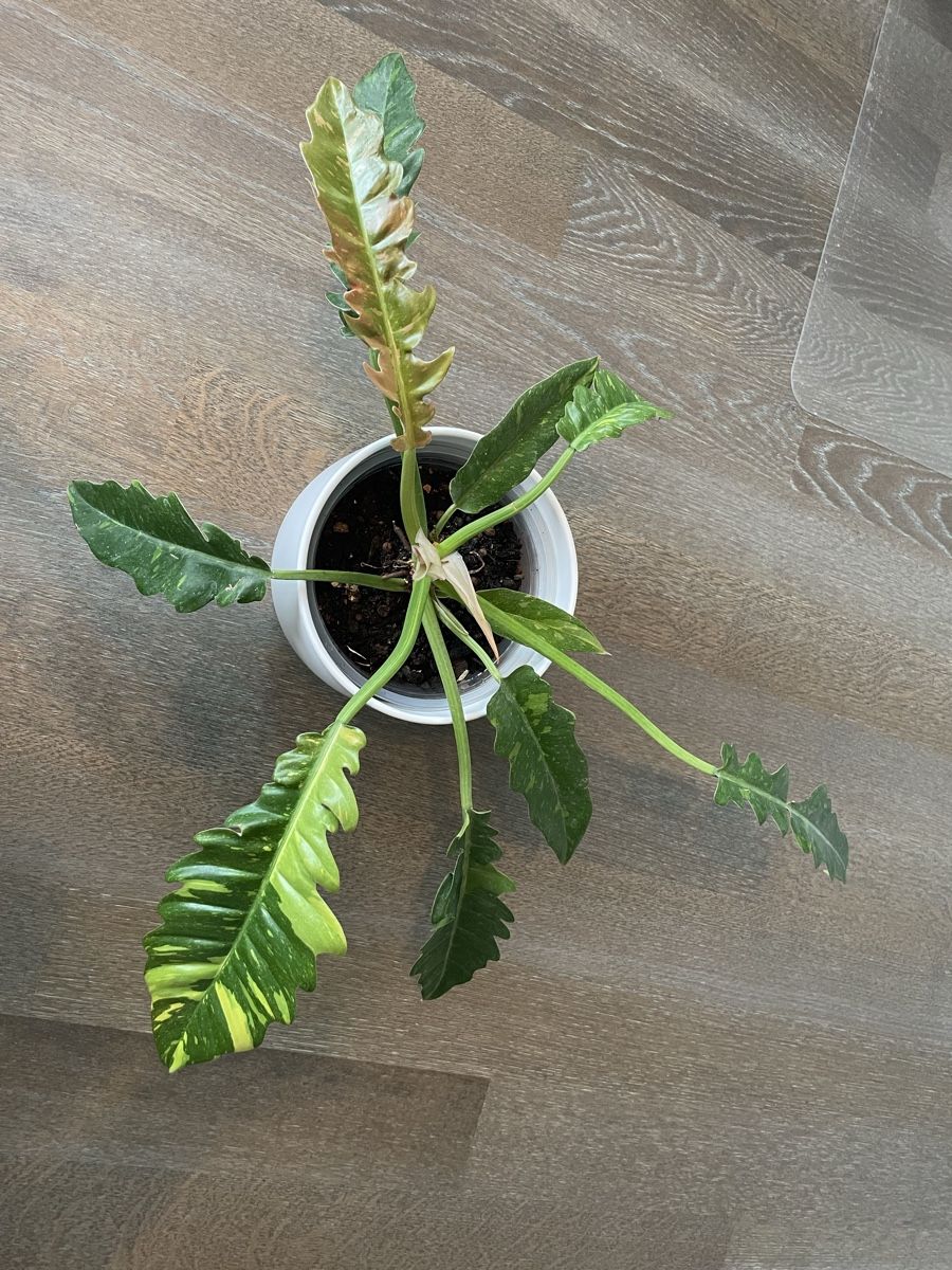 Piante & sementi: Philodendron ring of fire plant with pot – Usato da Uster venduto da momogarden 4