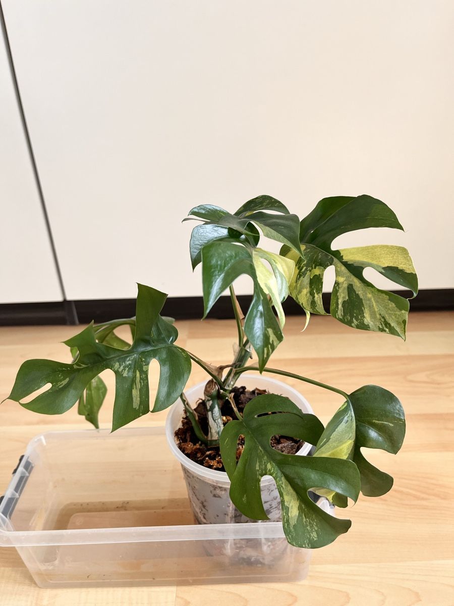 Piante & sementi: Monstera minima variegated  – Nuovo (secondo la descrizione) da Sursee venduto da gal_lp7g 1
