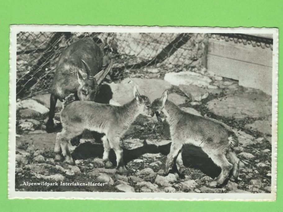 Ansichtskarten: Alpenwildpark Interlacken-Harder, Steinböcke – Gebraucht aus Zürich von t24_de