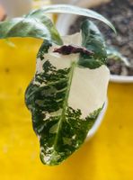 Alocasia Pink Dragon Albo variegata Rhizom