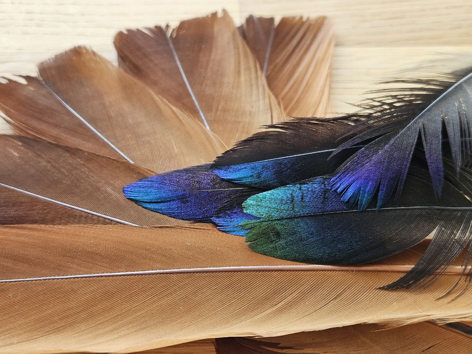 Monde des animaux: Federn Glanzfasan – Neuf (Voir description) à Wallenwil par luc_mei 1