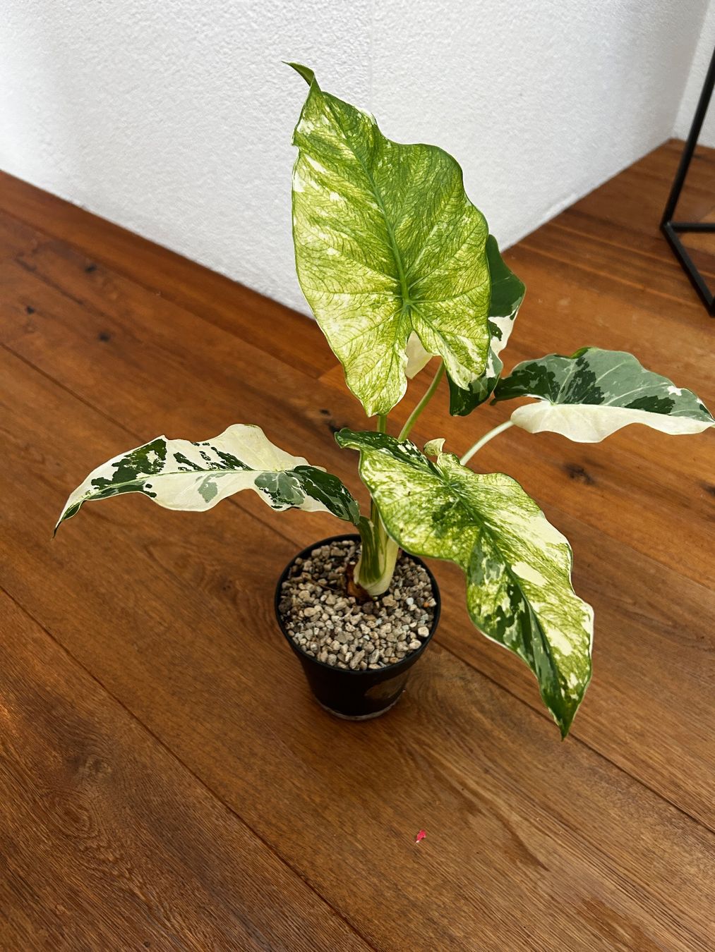 Plantes & graines: Alocasia macrorrhiza variegata mint – D'occasion à Wattwil par Mikesplantshop 1