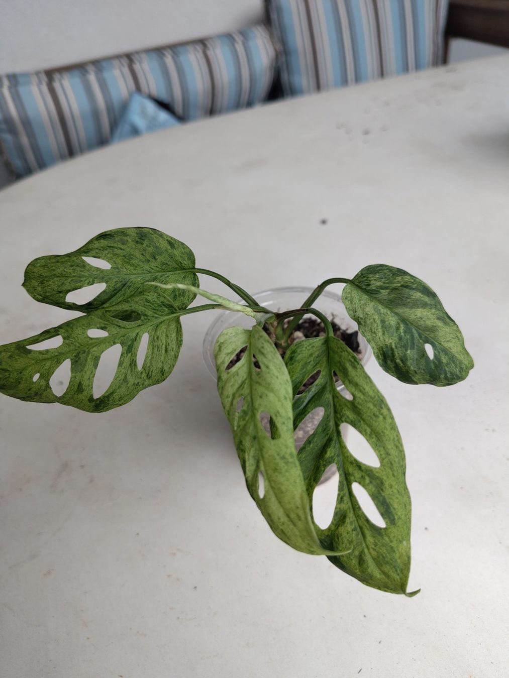 Pflanzen & Samen: Monstera adansonii "Mint" – Gebraucht aus Hinterkappelen von ale_jw55 1