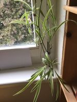 Grünlilie, pflegeleichte Zimmerpflanze für dein Zuhause!