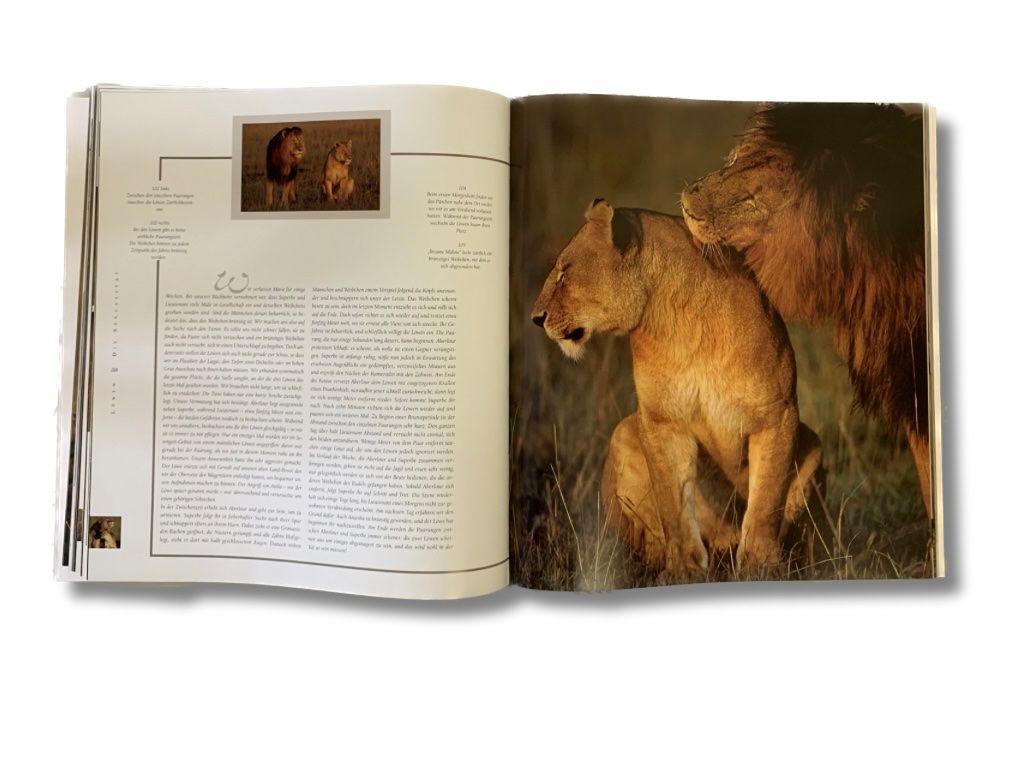 Libri: Buch Löwen – Usato da Basel venduto da Budas 2