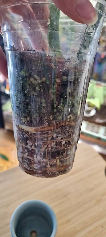 Piante & sementi: Monstera variegata aurea – Nuovo e nell'imballaggio originale da Wallenwil venduto da pet_mz5n 1
