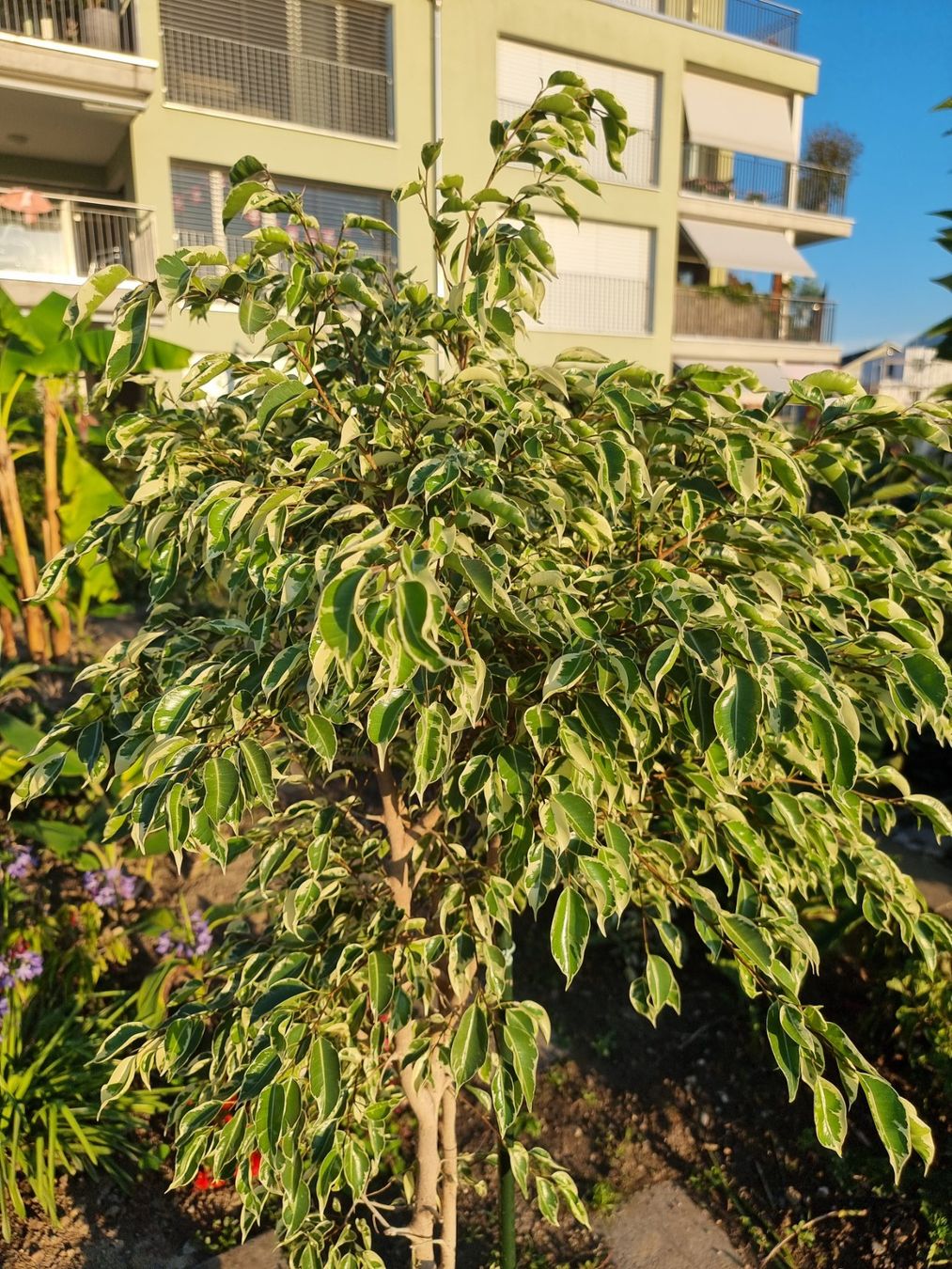 Piante & sementi: Ficus benjamin variegata – Usato da Uznach venduto da Startrek 1