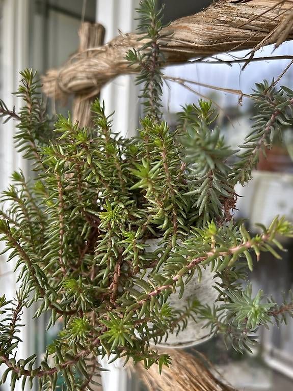Plantes & graines: Sukkulenten im Rahmen  – D'occasion à Frauenfeld par Irene.Schuppli 2