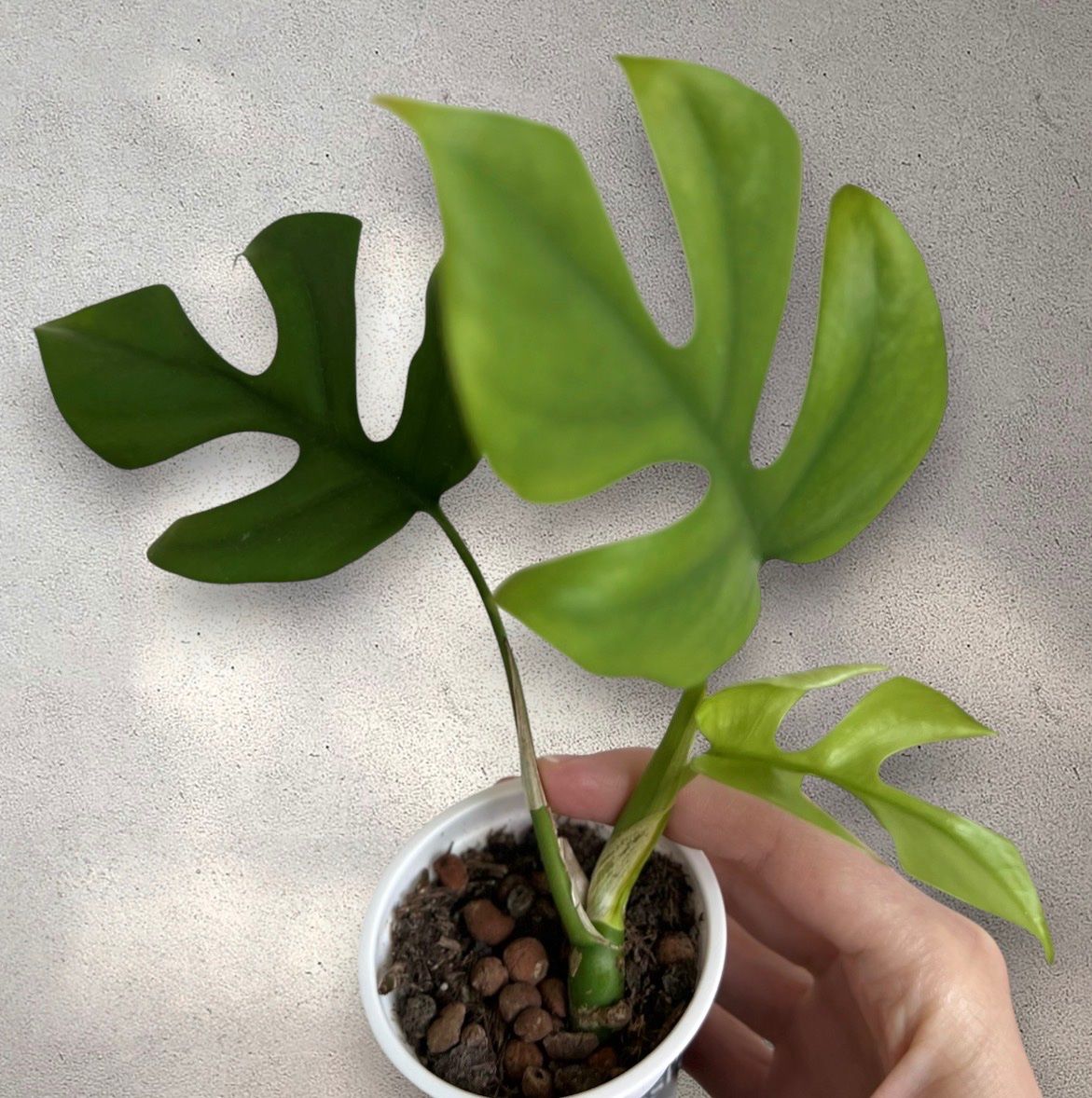 Plantes & graines: Monstera minima💚 – D'occasion à Glattpark(Opfikon) par ste_n99y
