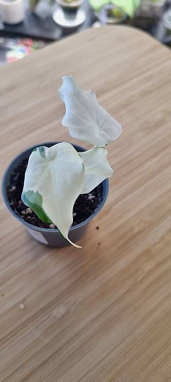 Piante & sementi: Alocasia Cucullata variegata – Usato da Wallenwil venduto da pet_mz5n 2