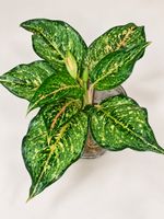 Aglaonema✨