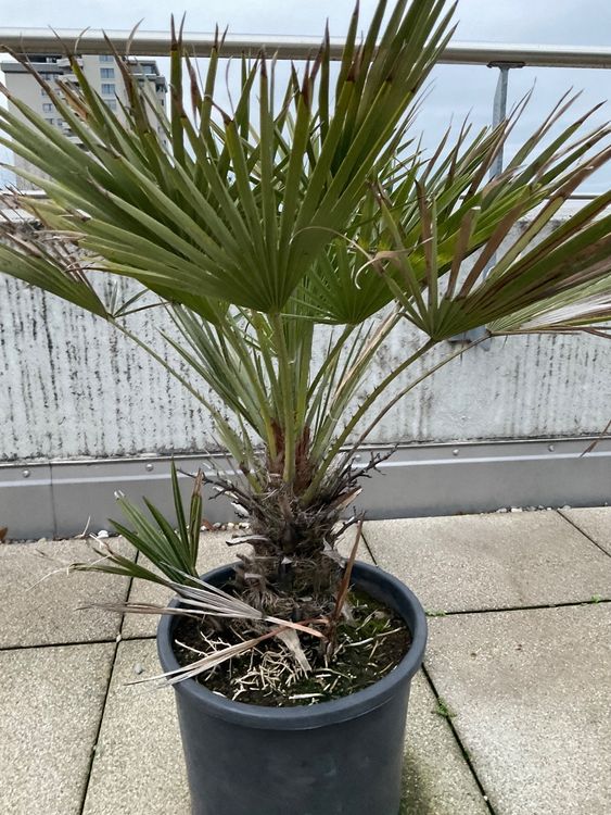 Palme für draussen (r) Kaufen auf Ricardo