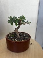 12-jährige Weigelie Bonsai in Schale