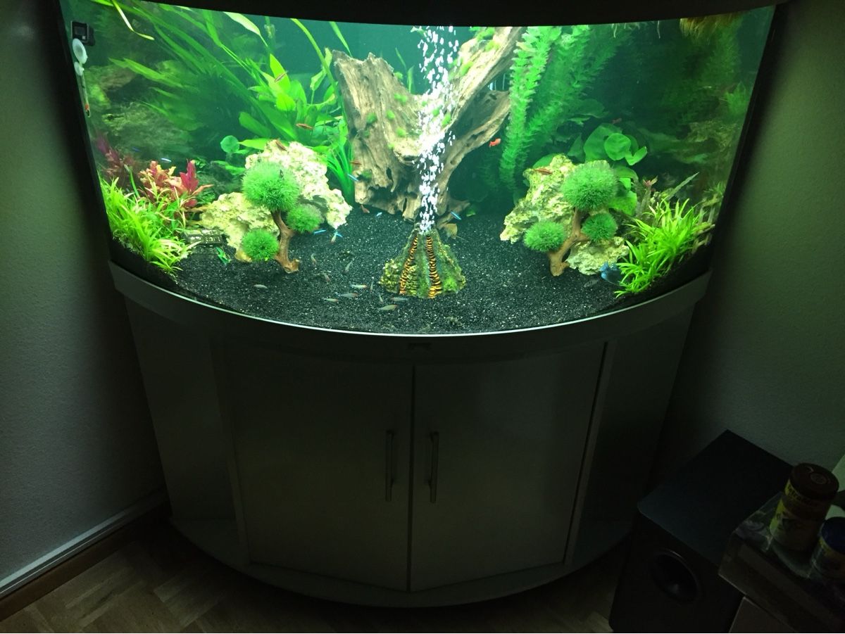 Juwel Aquarium: JUWEL Trigon 350 Liter – Gebraucht aus Berikon von MLukethe1st