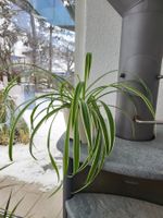 Grünlilie mit Topf