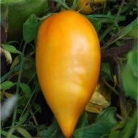 TOMATE POIVRON JAUNE ! RARE ! 5g