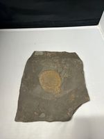 Fossil Ammonit Harpoceras sp. Holzmaden Deutschland