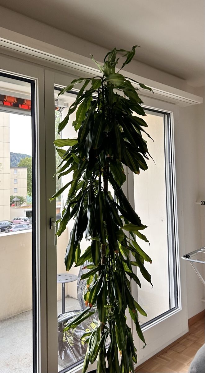 Piante & sementi: Duftender Drachenbaum, Dracaena fragrans – Usato da Mellingen venduto da pol_j67d