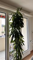 Duftender Drachenbaum, Dracaena fragrans
