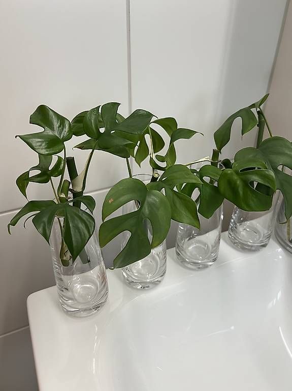 Piante & sementi: Monstera minima - Stecklinge – Usato da Sargans venduto da -VS- 1