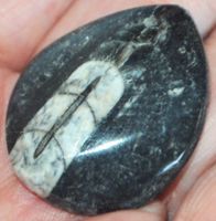 Deko – Heilstein L-381 – Orthoceras Fossil – 38x32mm