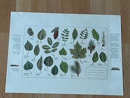 12 Hefteinfassungen "Kennst du unseren Wald?"