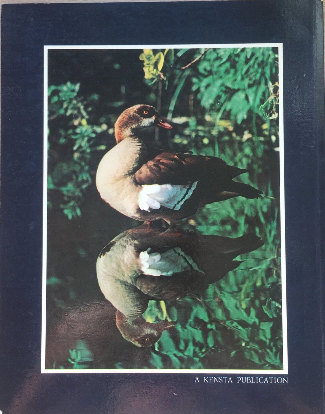 Bücher: Buch - African Birds – Gebraucht aus Leimbach TG von manu-tg 1
