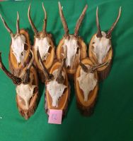 JAGD REH TROPHÄE 7 STÜCK SEHR  Nr.12 SCHÖN