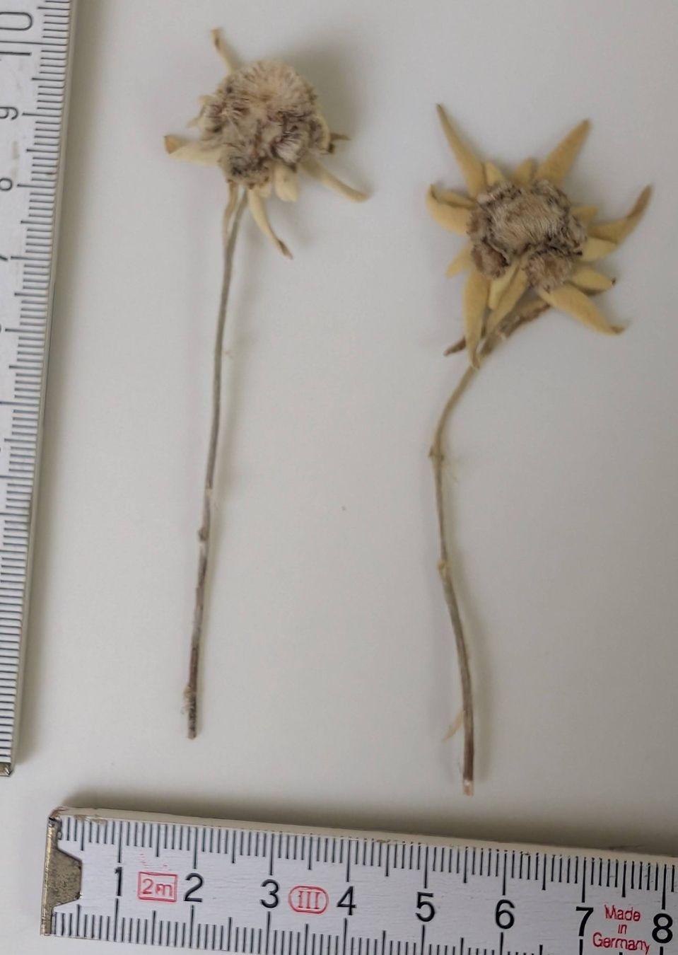 Tutte le decorazioni: Echte Edelweissblumen, getrocknet im Kästchen, selten! – Usato da Zürich venduto da axolottchen 3