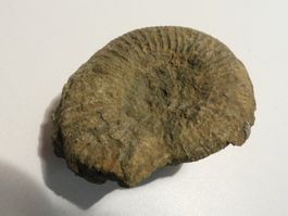 Fossil Ammonit guter Zustand Sammlerstuck