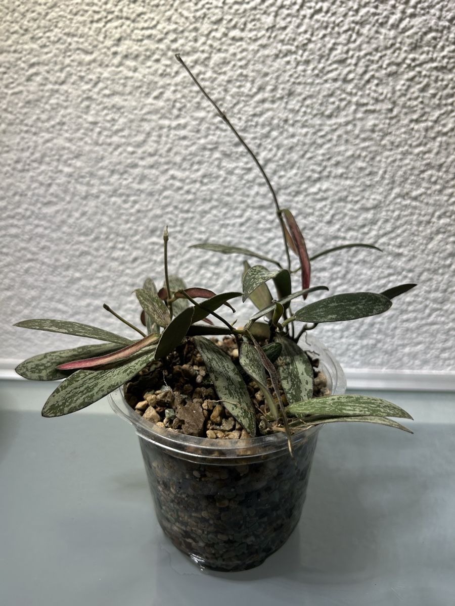 Piante & sementi: Bewurzelte Hoya Stecklinge – Usato da Niederbüren venduto da Monde09 1