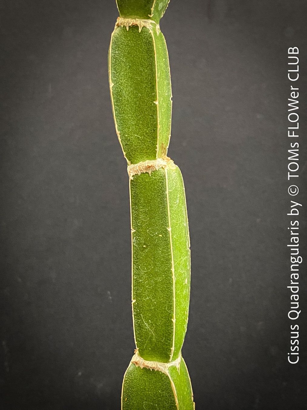 Pflanzen & Samen: Cissus Quadrangularis - vierkantige Sukkulente – Neu und originalverpackt aus Adliswil von astom369