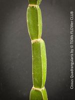 Cissus Quadrangularis - vierkantige Sukkulente