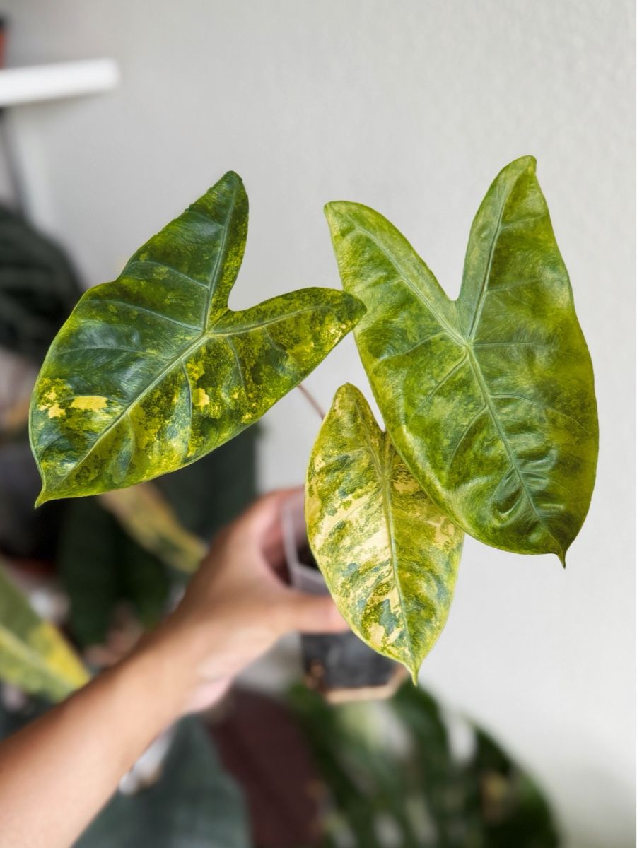 Pflanzen & Samen: Alocasia Pink Dragon Aurea – Neu (gemäss Beschreibung) aus Bern von Lucas_Ma