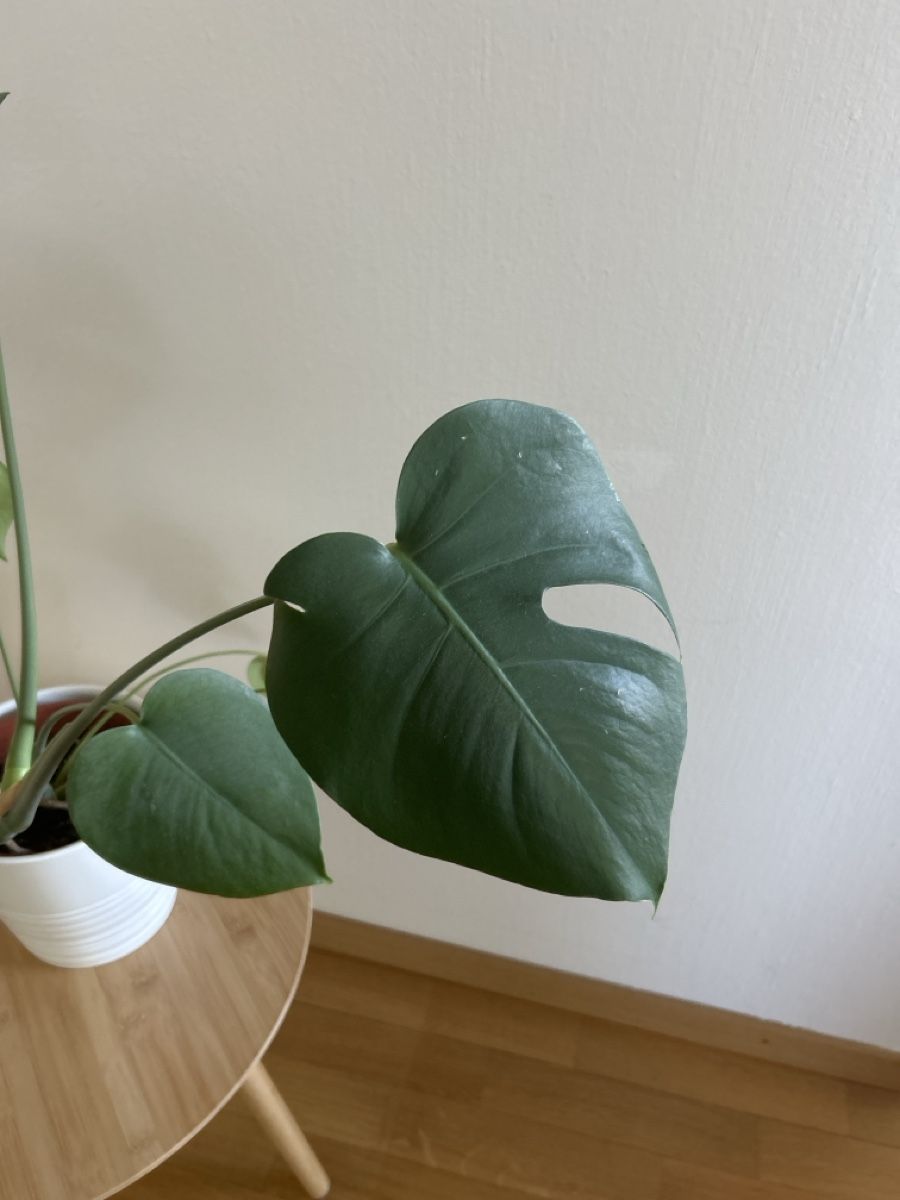 Piante & sementi: Monstera Zimmerpflanze mit Topf – Usato da Zürich venduto da cla_g627 2