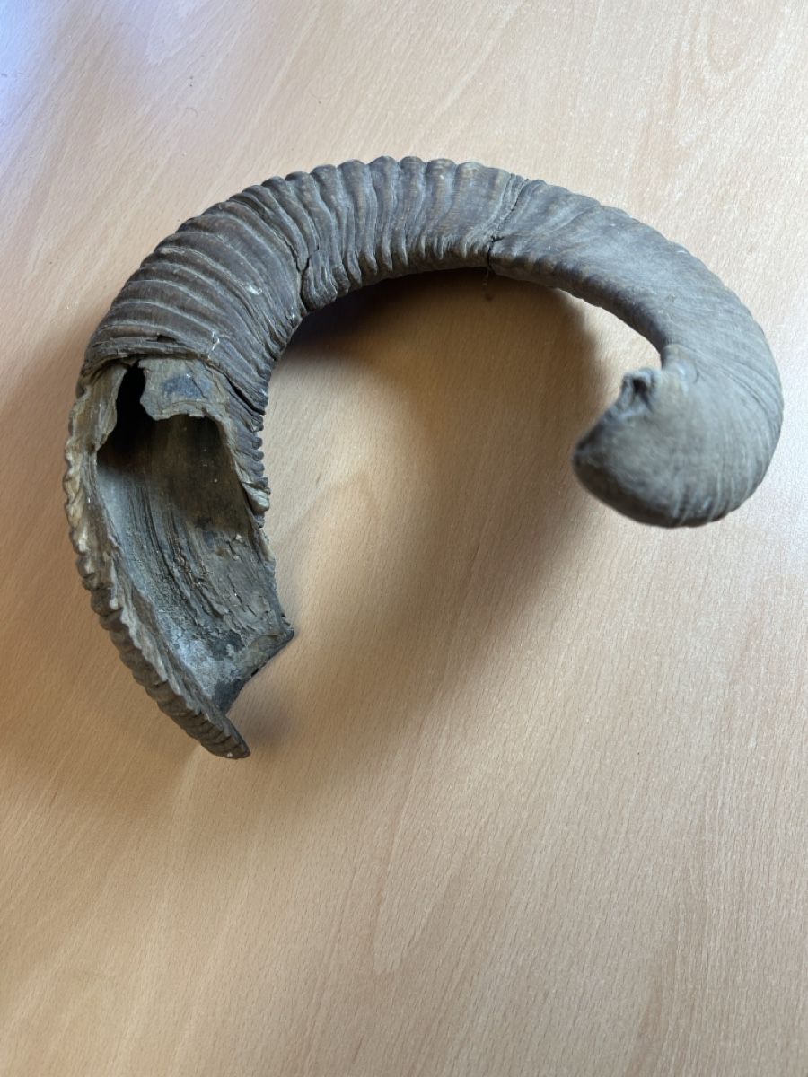 Sonstiges zum Sammeln & Seltenes: Mufflon Horn Geweih – Gebraucht aus Vaduz von hirschjager 2