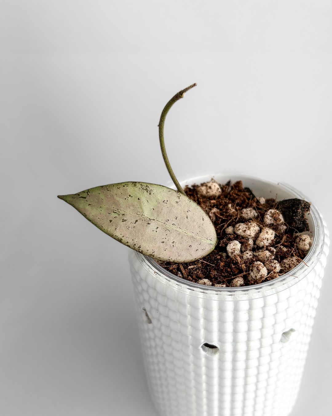 Piante & sementi: Hoya Snow Cui Silver – Nuovo (secondo la descrizione) da Seuzach venduto da animaplants