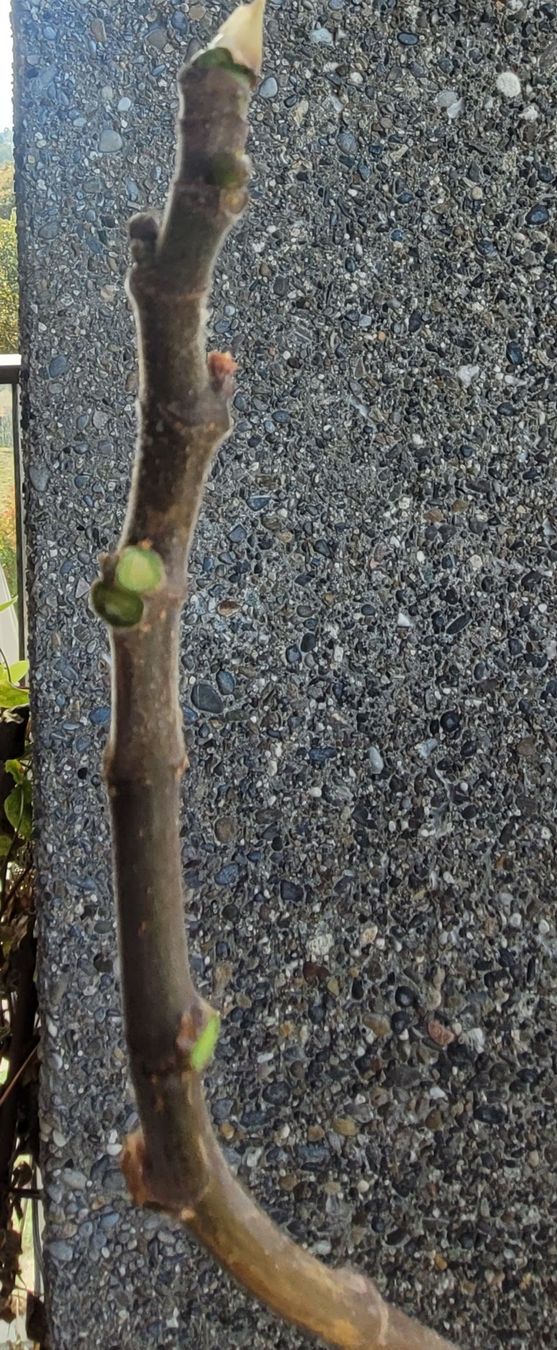 Plantes & graines: Feigenbaum im Kunststofftopf – D'occasion à Zürich par Pepperminta04 3