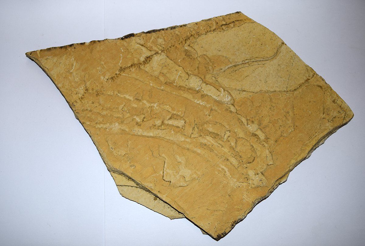 Fossili: Versteinerung aus den USA – Nuovo (secondo la descrizione) da Grabs venduto da Fadenquarz 1