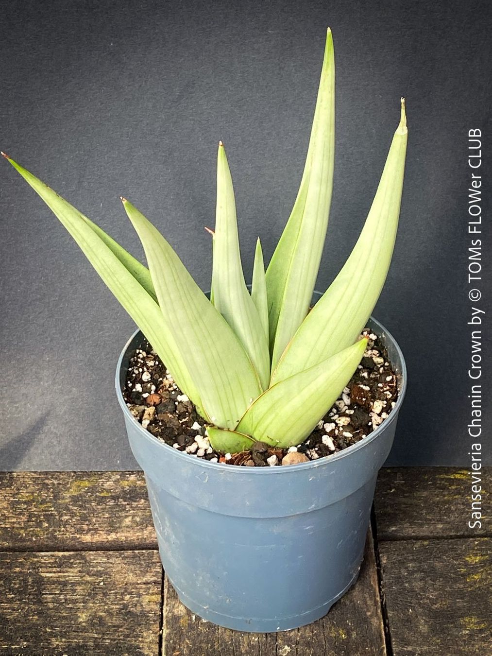Piante & sementi: SANSEVIERIA CHANIN CROWN - mit wunderschönen Silber-Blättern – Nuovo e nell'imballaggio originale da Adliswil venduto da MarkyForest 3