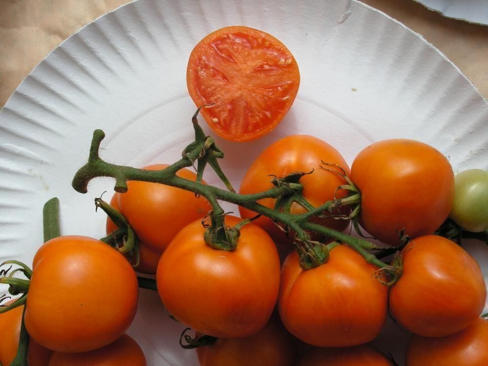 Piante & sementi: 50 Samen ZLATAVA Tomate – Nuovo (secondo la descrizione) da Ehrendingen venduto da VerveinaSamen 5