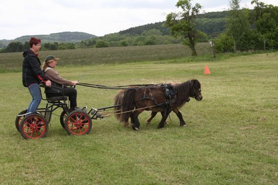 Carrozze: Kutsche für Minishettys, Shetty – Nuovo e nell'imballaggio originale da Hinterforst venduto da Elfrasty 2
