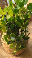 Pilea peperomioides (ca. 30cm) - viele kleine Ableger