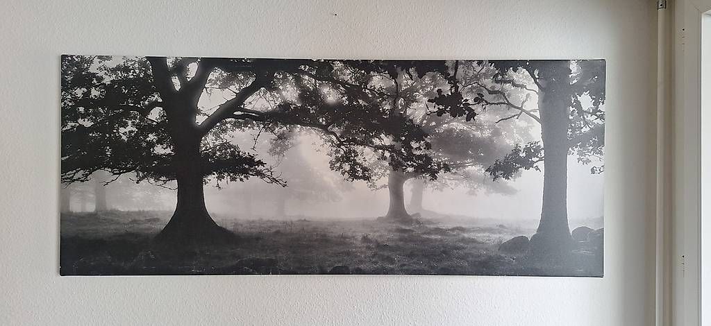 Foto & Immagini: Bild Wald, 140 x 57 – Usato da Bern venduto da bikergirl96