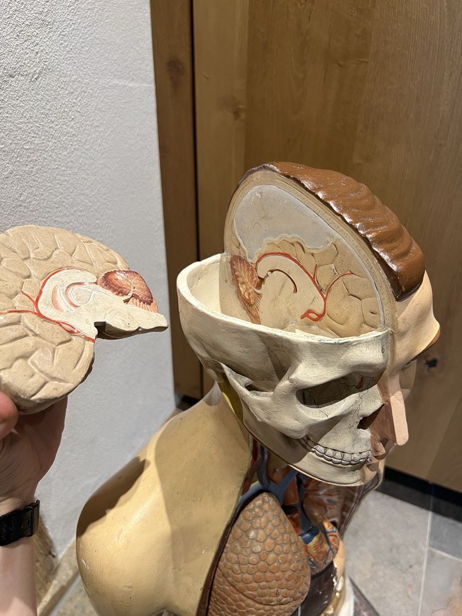 Kit di modellismo & Modellini statici: Anatomie Modell Mensch Körper Lehrmodell Schul Schnittmodell – Usato da Theilingen venduto da ovi123 3