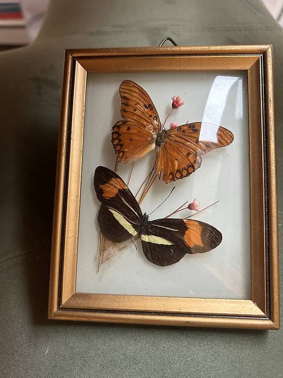 Tutte le decorazioni: 2 schöne Schmetterlinge – Usato da Langnau am Albis venduto da Nechi 2