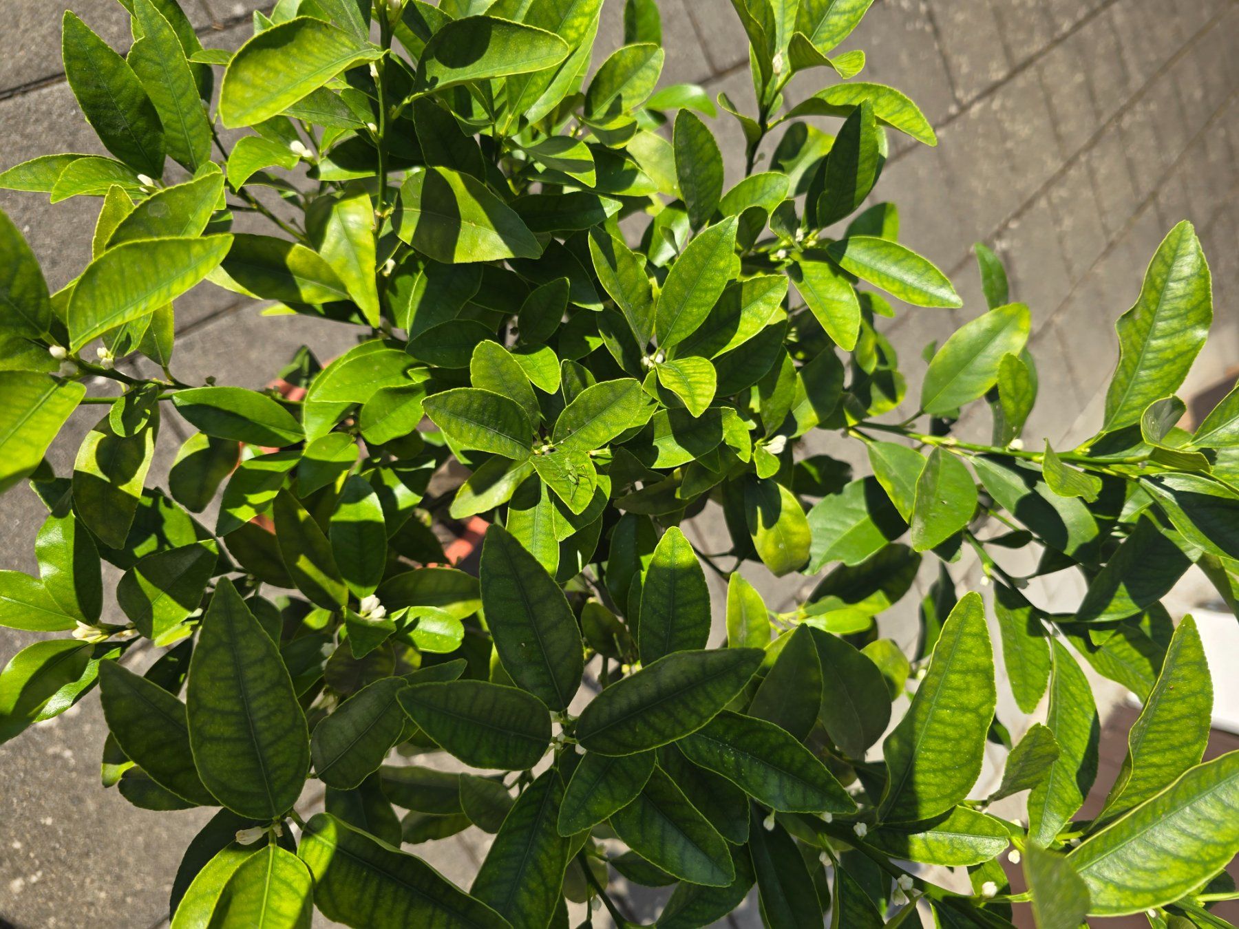 Pflanzen & Samen: Kumquat mit Fruchtblüten – Gebraucht aus Aarburg von popkorn65 3