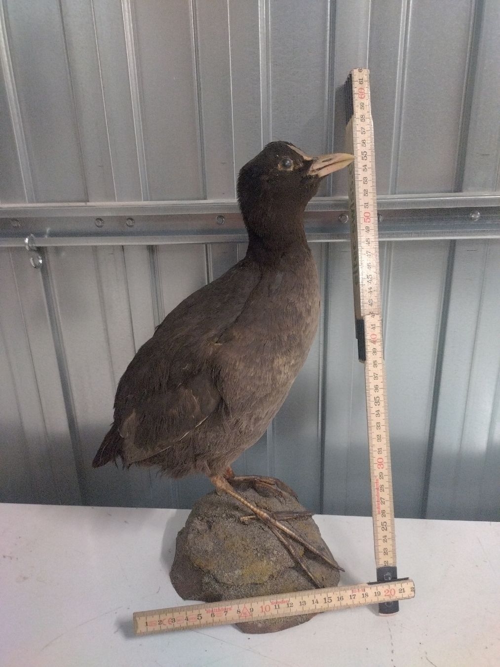 Il mondo degli animali: Präparat Blesshuhn, Taucherli – Usato da Wettingen venduto da Bwalti