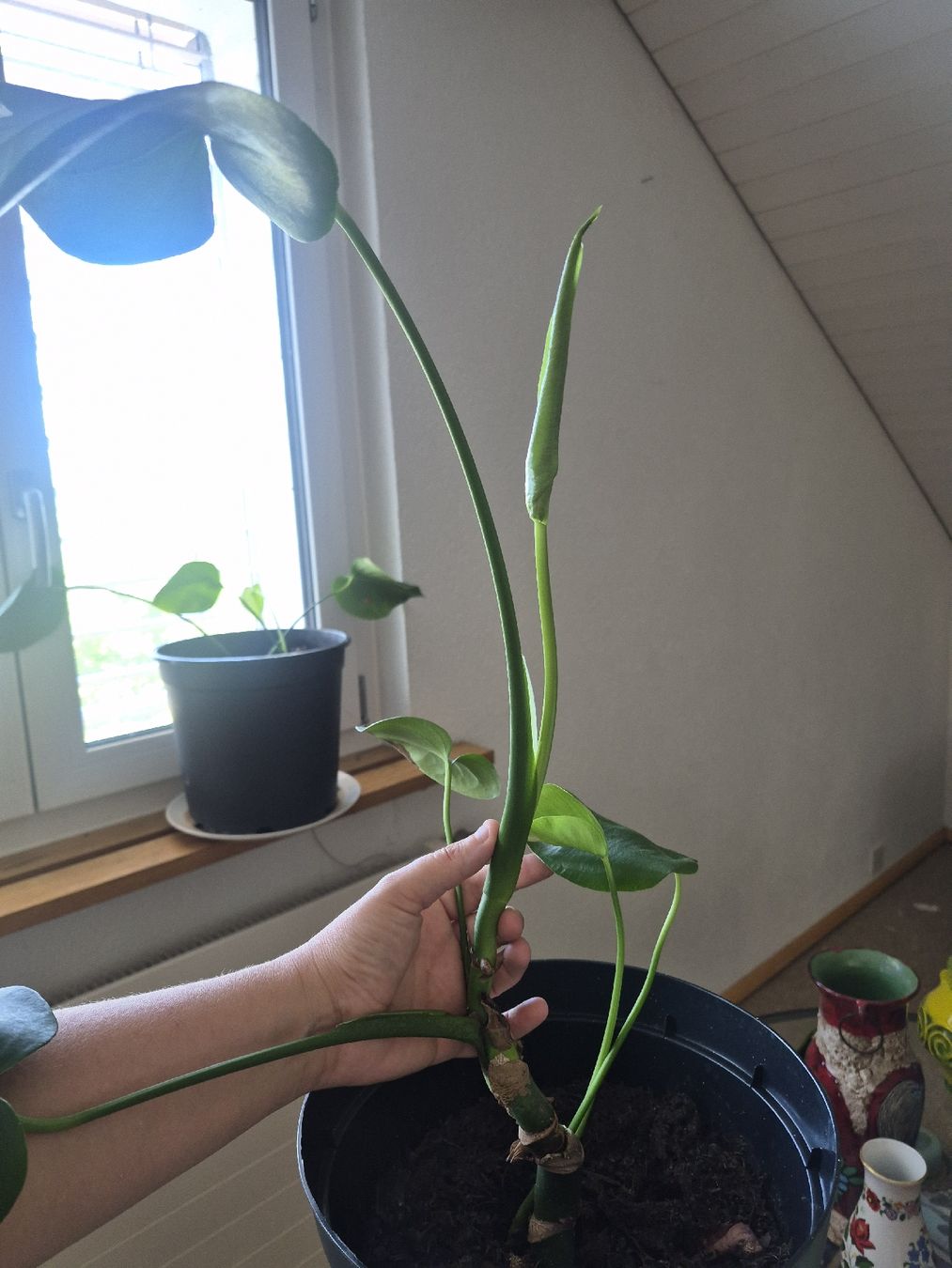 Piante & sementi: Monstera Pflanze im Topf mit neuem Austrieb – Usato da Frauenfeld venduto da mel_2gqy 1