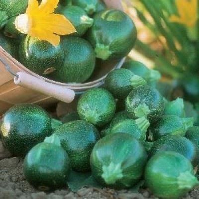 Piante & sementi: La courgette 'Tondo di Piacenza' 10g – Nuovo (secondo la descrizione) da Bremblens venduto da FIBONACCI369